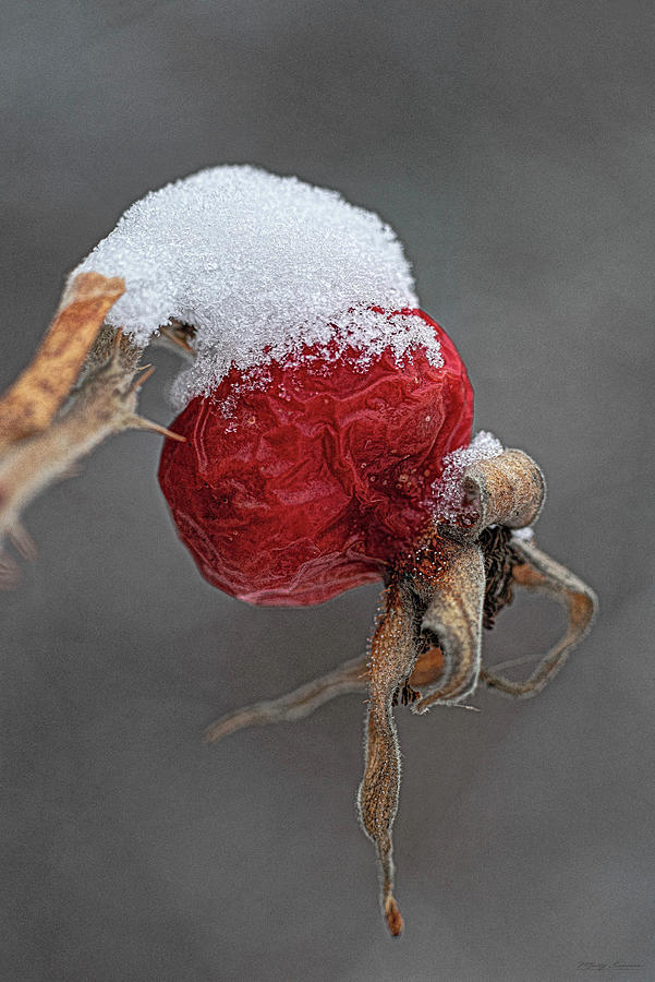 Snow Capped Rosehip Photograph by Marty Saccone