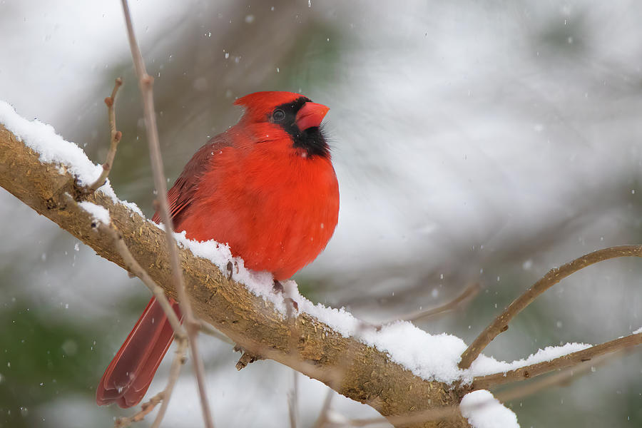 Snow Cardinal Photograph by Fred DeSousa