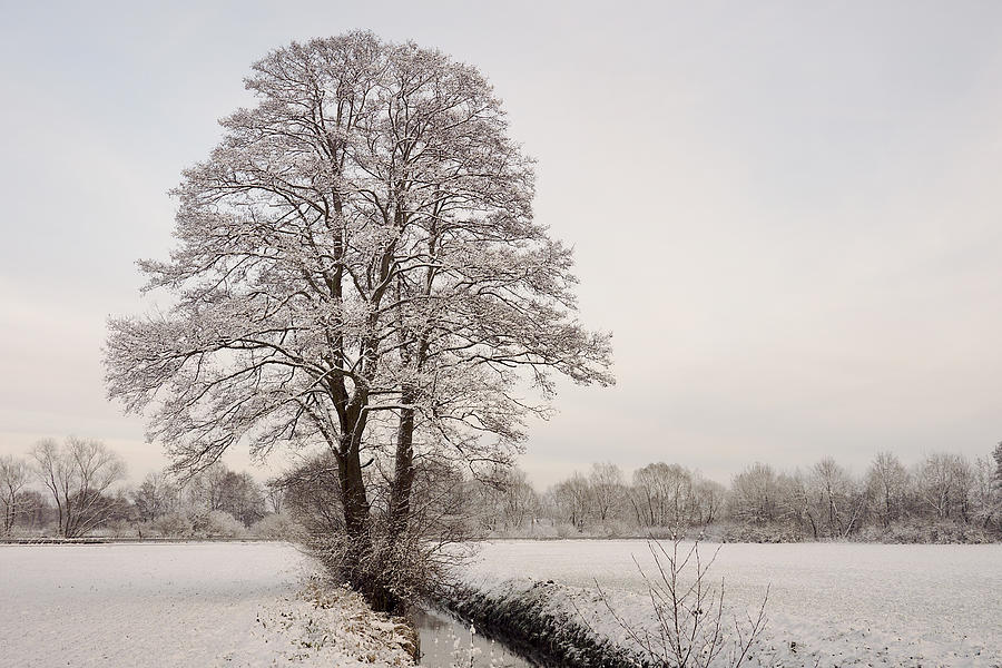 Snow Coated Tree Photograph by Bernd Schunack