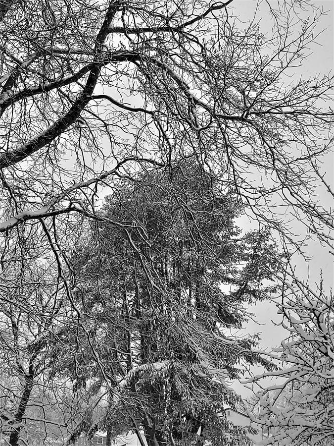Snow Cover1 Photograph