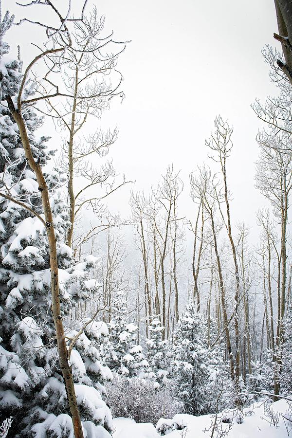 Snow Covered Aspen Grove Photograph by Rebecca Herranen