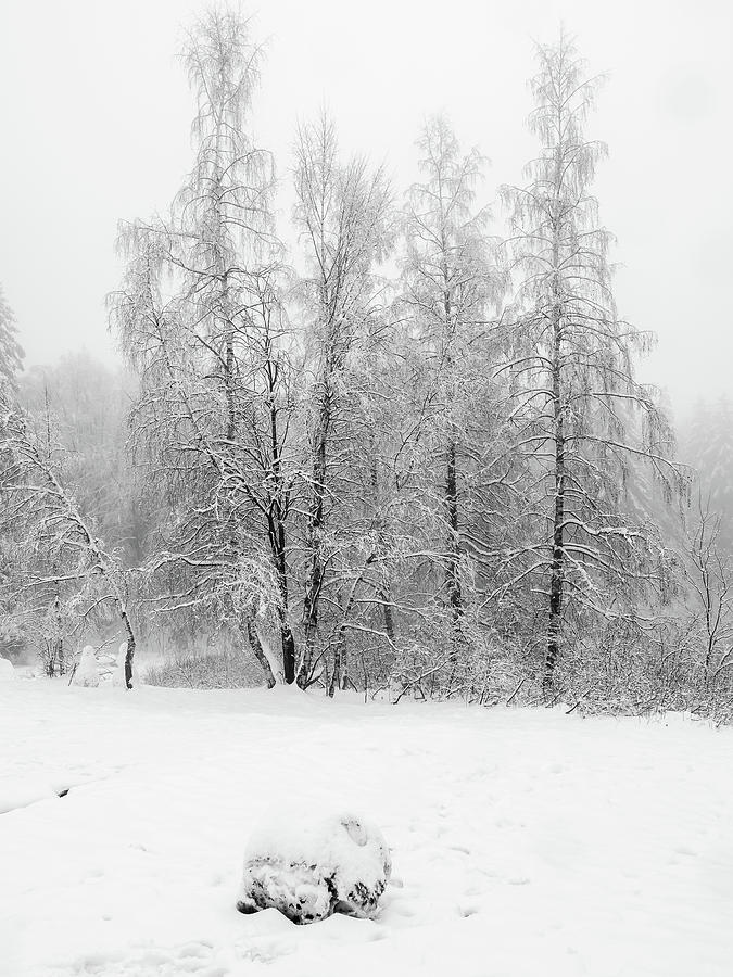 Snow covered birches bw Photograph by Jivko Nakev