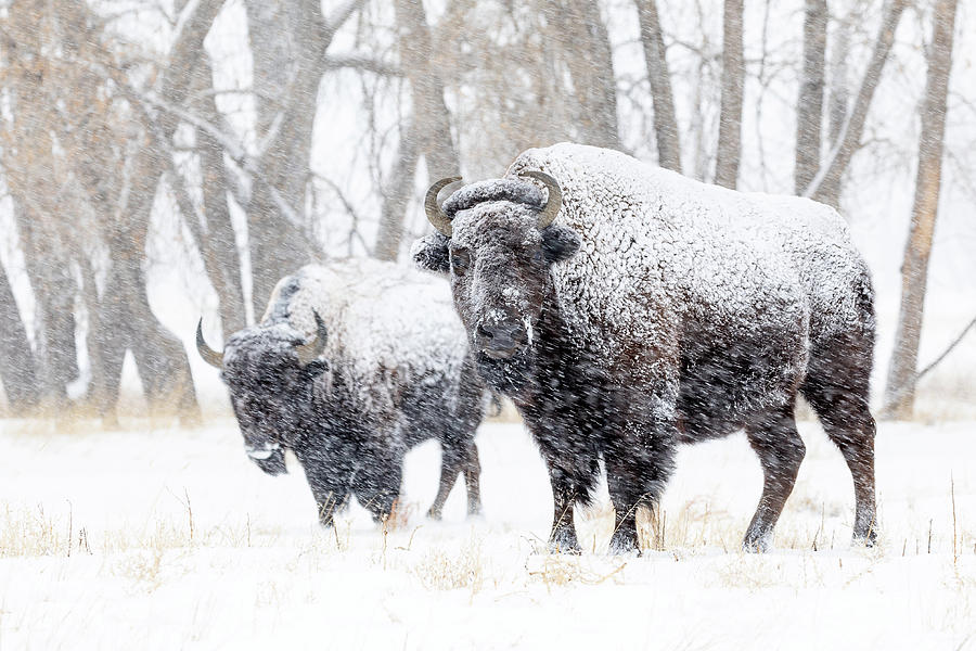 Snow-Covered Bison Weather a Storm Photograph by Tony Hake | Fine Art ...