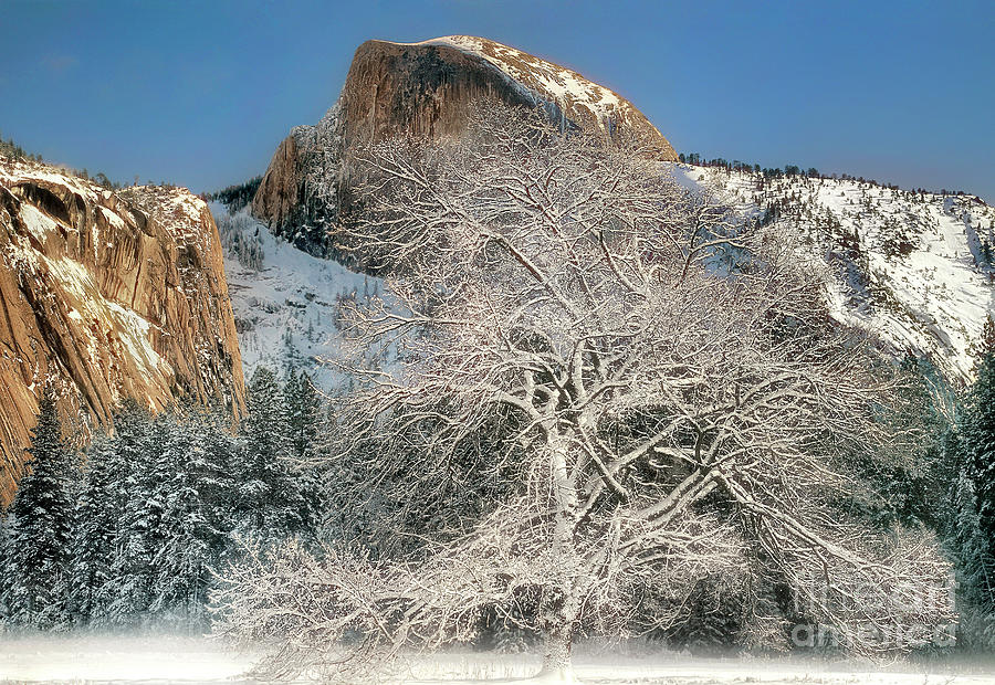 Snow-covered Black Oak Half Dome Yosemite National Park California Photograph by Dave Welling