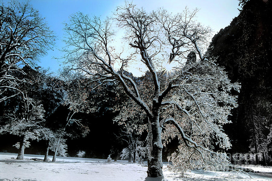 Snow Covered Black Oaks Quercus Kelloggii Yosemite Photograph by Dave Welling