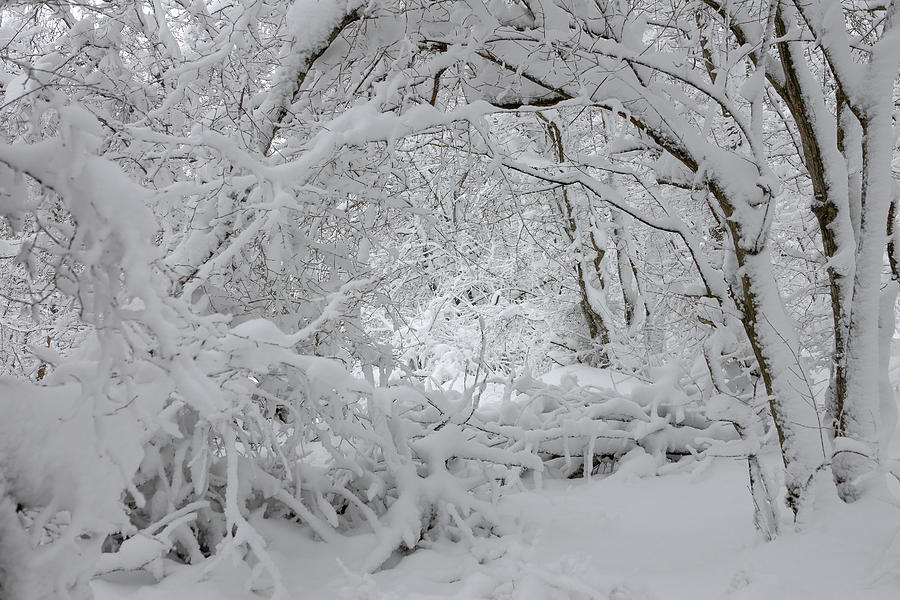 Snow Covered Branches In Winter Forest Photograph by Mikhail Kokhanchikov