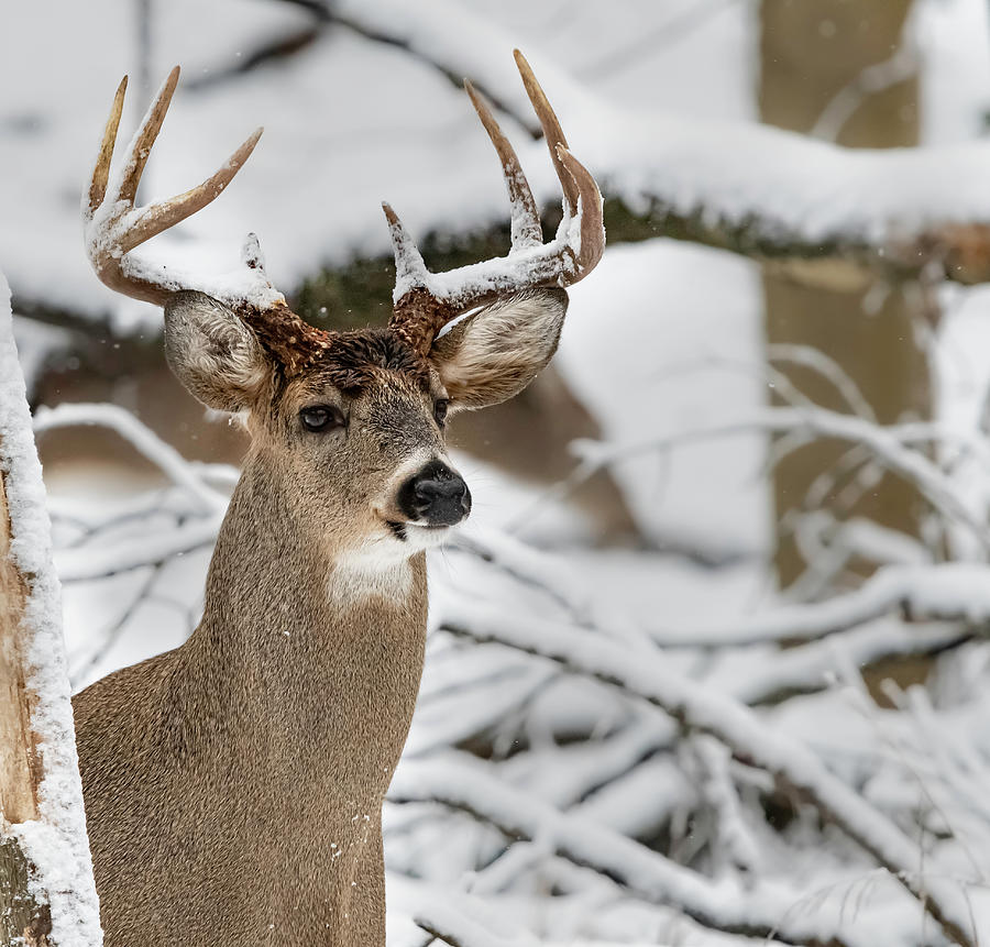Snow covered Buck Photograph by Jim Klingshirn | Fine Art America