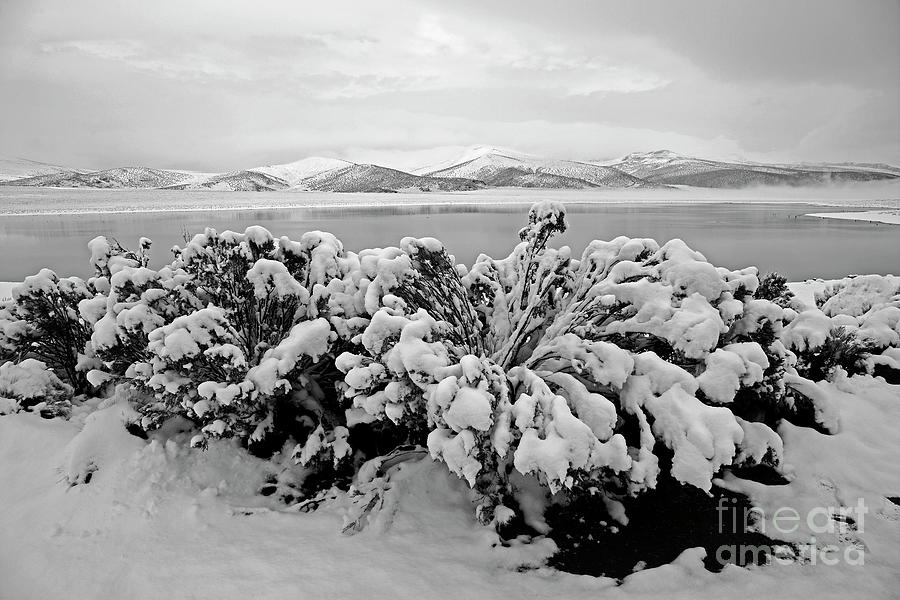 Snow covered bushes Sajama National Park Bolivia Photograph by James Brunker
