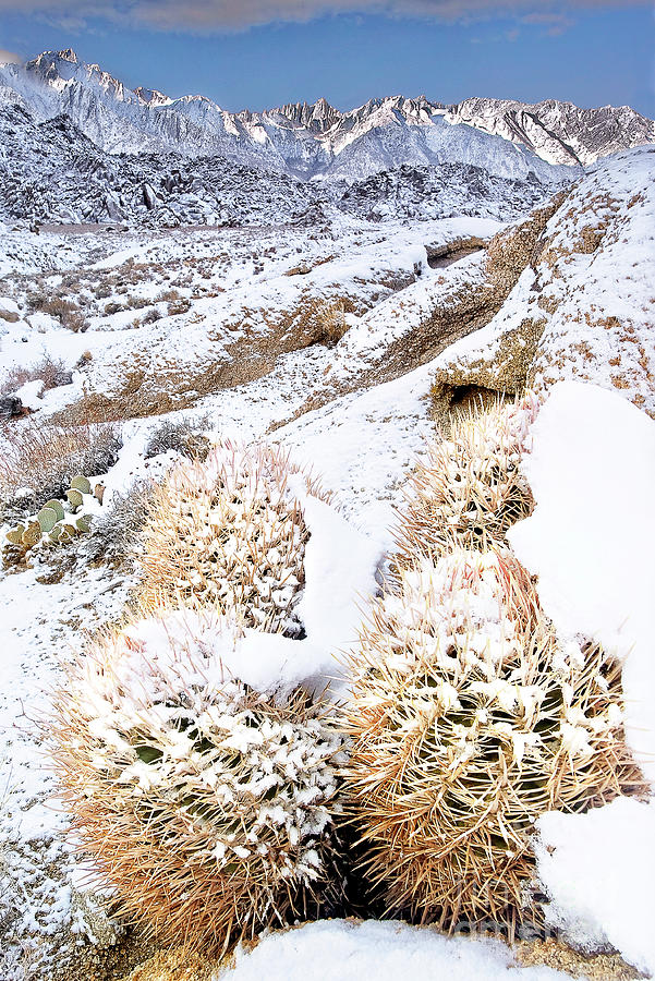 Snow Covered Cactus Below Mount Whitney Eastern Sierras Photograph by Dave Welling