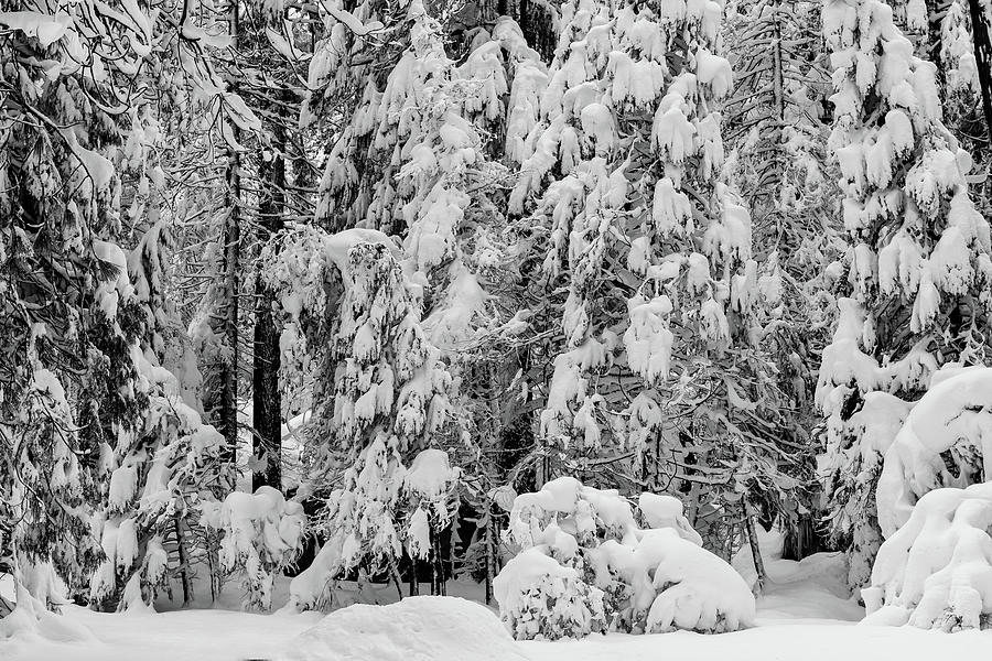 Snow-covered coniferous trees by Alessandra RC Snow-covered coniferous trees by Alessandra RC
