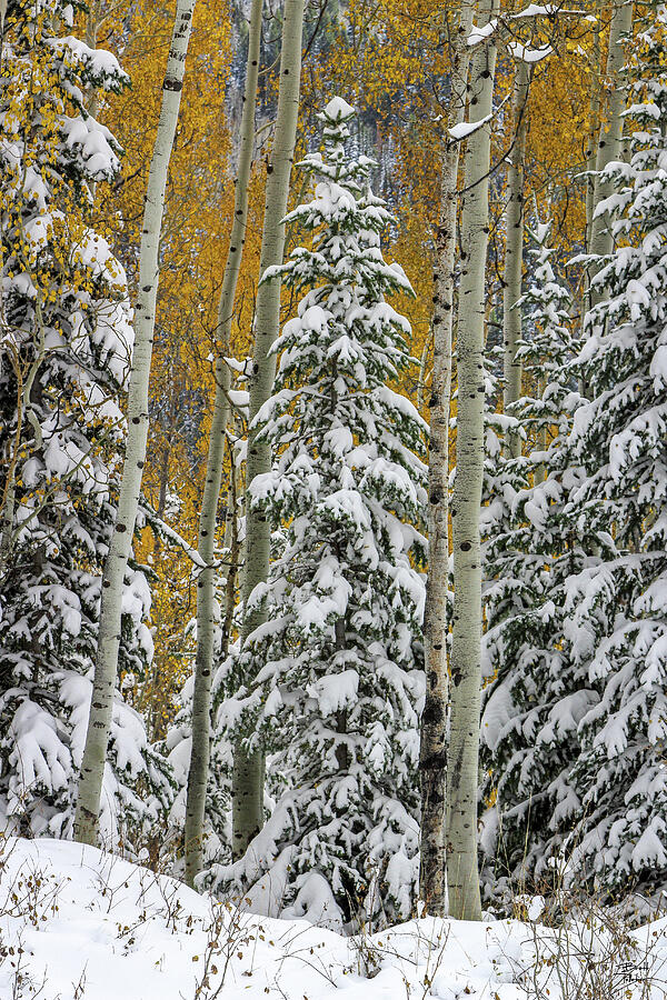 Snow Covered Evergreens and Aspens 2 - Big Cottonwood Canyon, Utah Photograph by Brett Pelletier