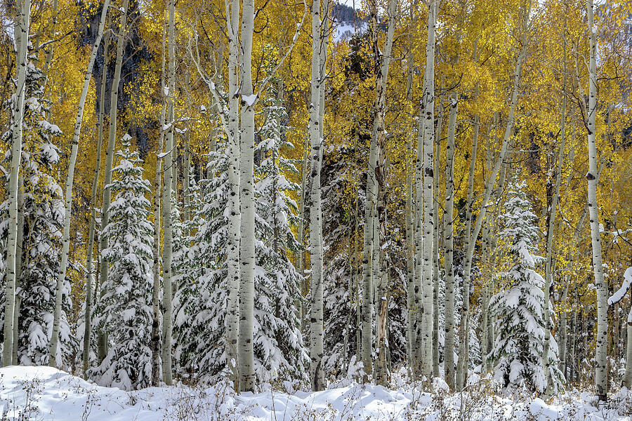 Snow Covered Evergreens and Glowing Aspens Photograph by Brett Pelletier