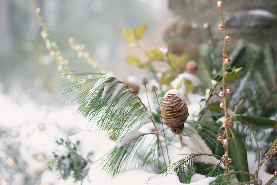 Snow-covered Evergreens Photograph By Robin Buckley - Fine Art America