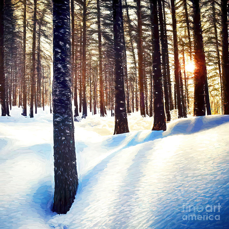 Snow Covered Fir Tree Forest Christmas Scene With Sunlight Shining