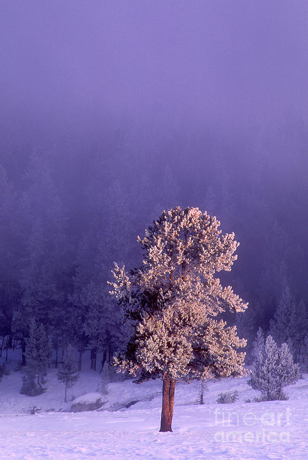 Snow Covered Fir Tree Yellowstone National Park  Photograph by Dave Welling