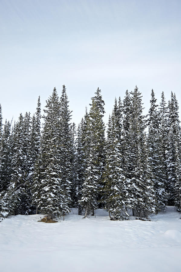 Snow covered fir trees Photograph by Liz Whitaker