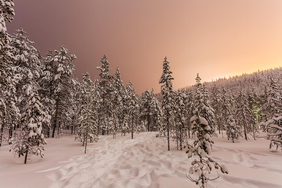 Snow-covered forest at night in Finland Photograph by Anton Petrus