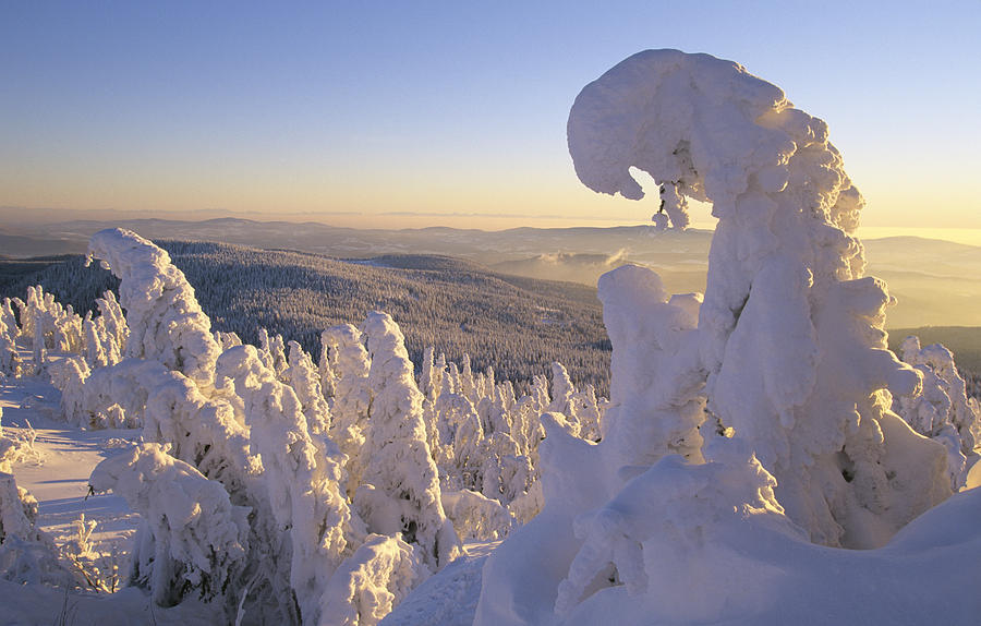 Snow covered forest, Grosser Arber, Bavarian Forest, Germany Photograph by Herbert Scholpp
