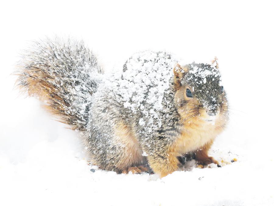 Snow Covered Fox Squirrel  Photograph by Lori Frisch