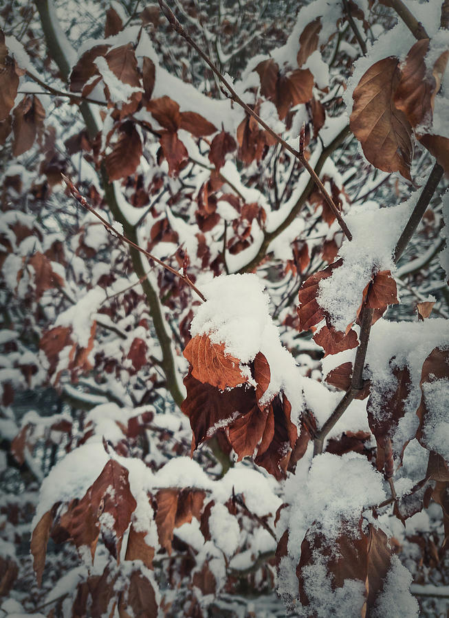 Snow Covered Golden Leaves Photograph