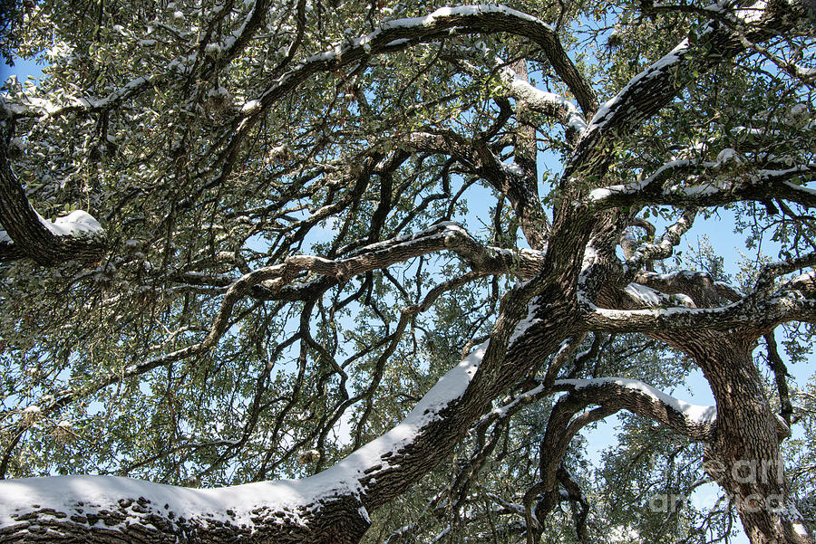 Snow Covered Great Oak Photograph by Bob Phillips