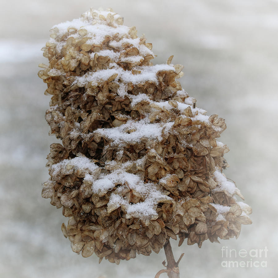 Snow Covered Hydrangea Photograph by Daniel Beard