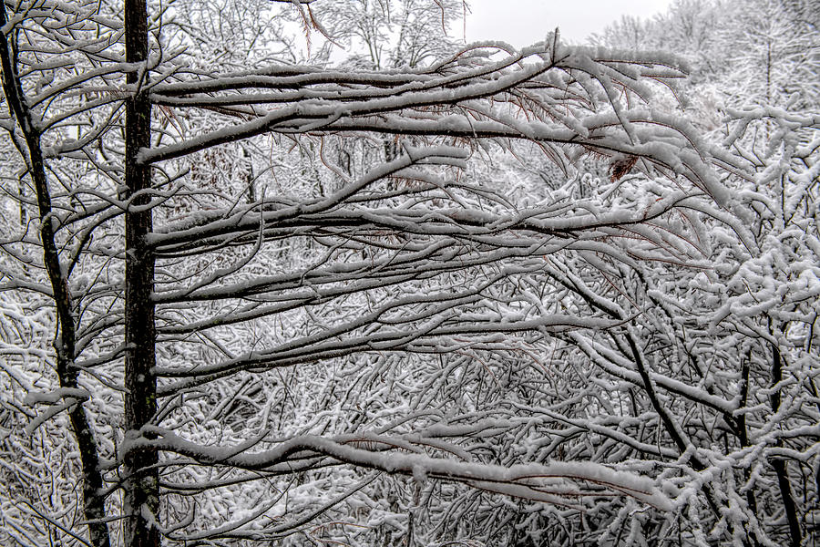 Snow Covered Limbs Stretching Out Photograph