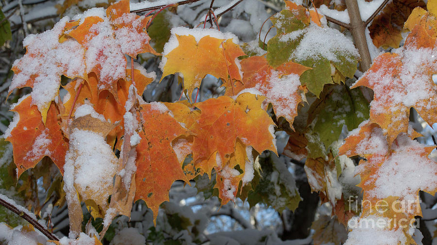 Snow covered maple leaves Photograph by Agnes Caruso