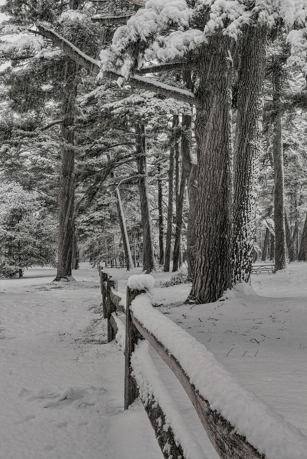 Snow Covered Marathon Park Fence Photograph by Dale Kauzlaric