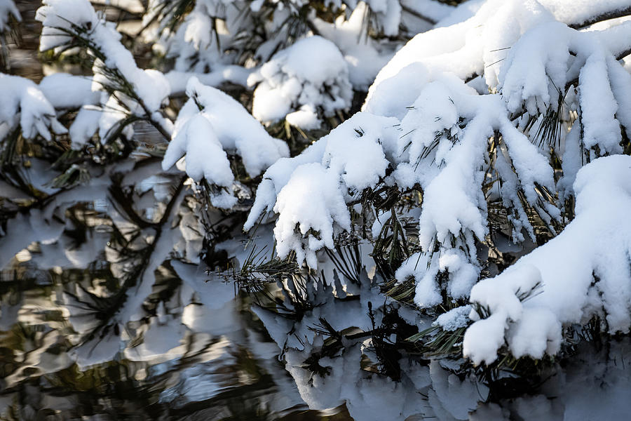 Snow Covered Needles Photograph by Linda Bonaccorsi