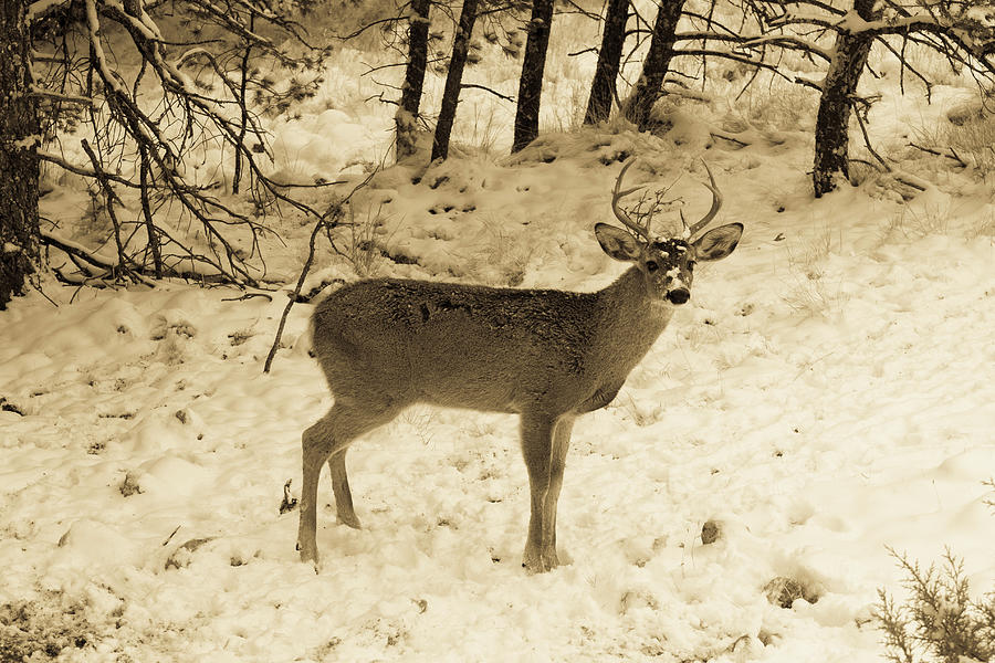Snow Covered Nose - Whitetail Deer Buck 2 Antiqued Photograph by Renny ...