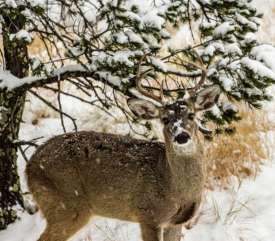 Snow Covered Nose - Whitetail Deer Buck Photograph by Renny Spencer