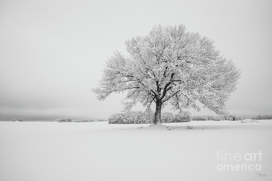 Snow Covered Oak Tree Grayscale Photograph by Jennifer White