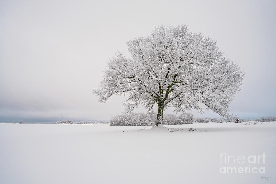 Snow Covered Oak Tree Photograph by Jennifer White