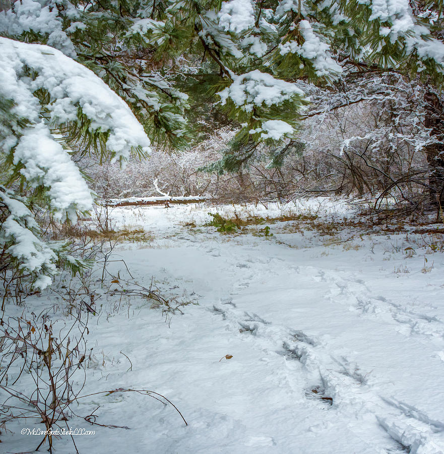 Snow Covered Path Photograph by LeeAnn McLaneGoetz McLaneGoetzStudioLLCcom
