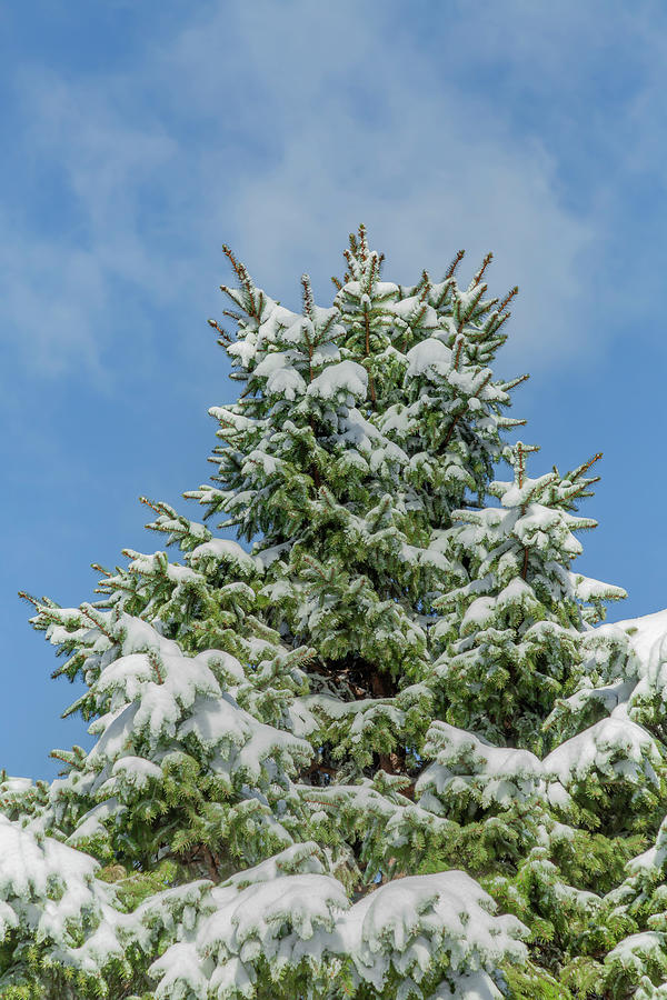 Snow Covered Pine Photograph by Cate Franklyn
