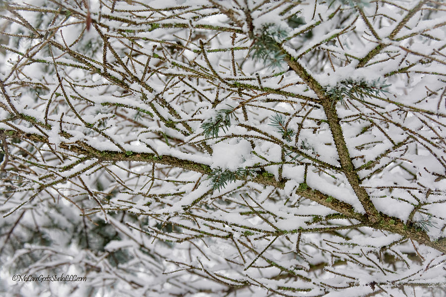 Snow Covered Pine  Photograph by LeeAnn McLaneGoetz McLaneGoetzStudioLLCcom