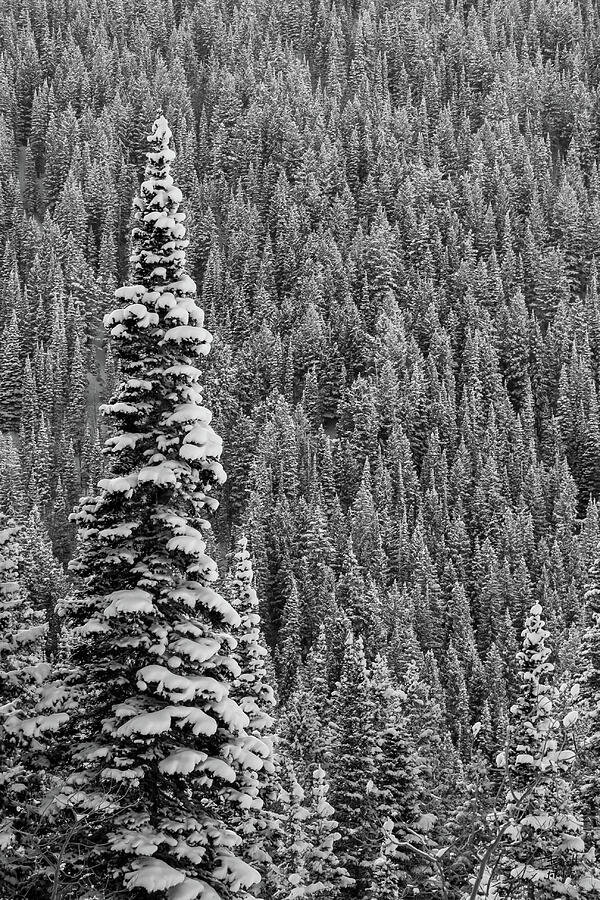 Landscape Photograph - Snow Covered Pine - Little Cottonwood Canyon, Utah by Brett Pelletier