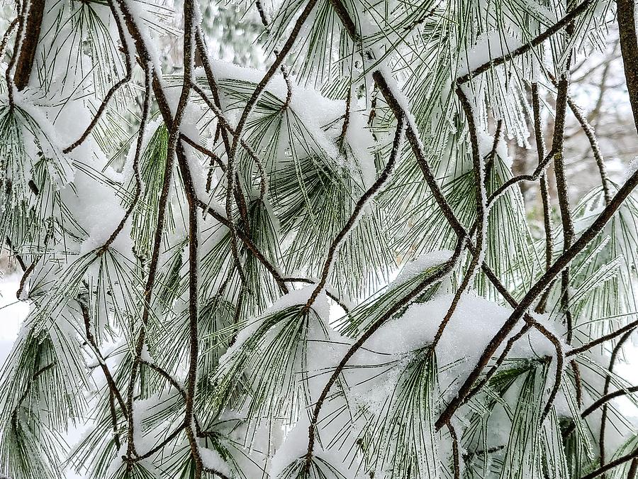 Snow-Covered Pine Needles Photograph by Deb Beausoleil