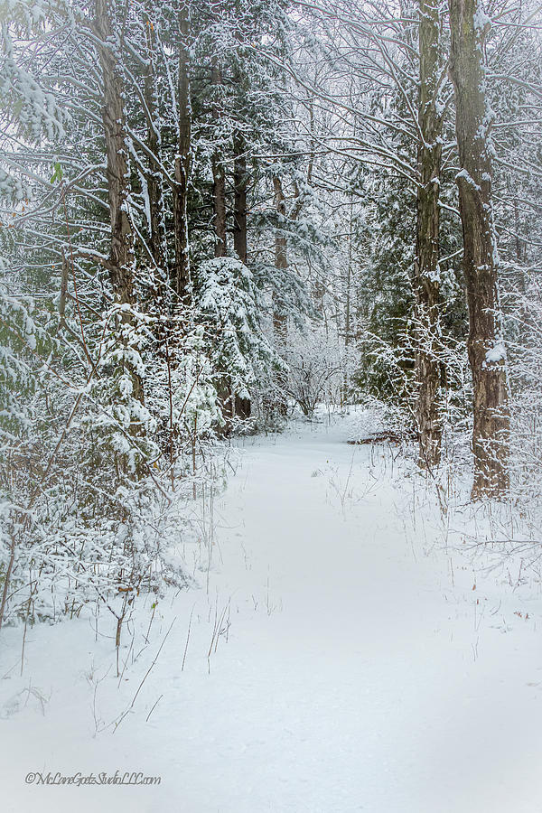 Snow covered pine path Photograph by LeeAnn McLaneGoetz McLaneGoetzStudioLLCcom