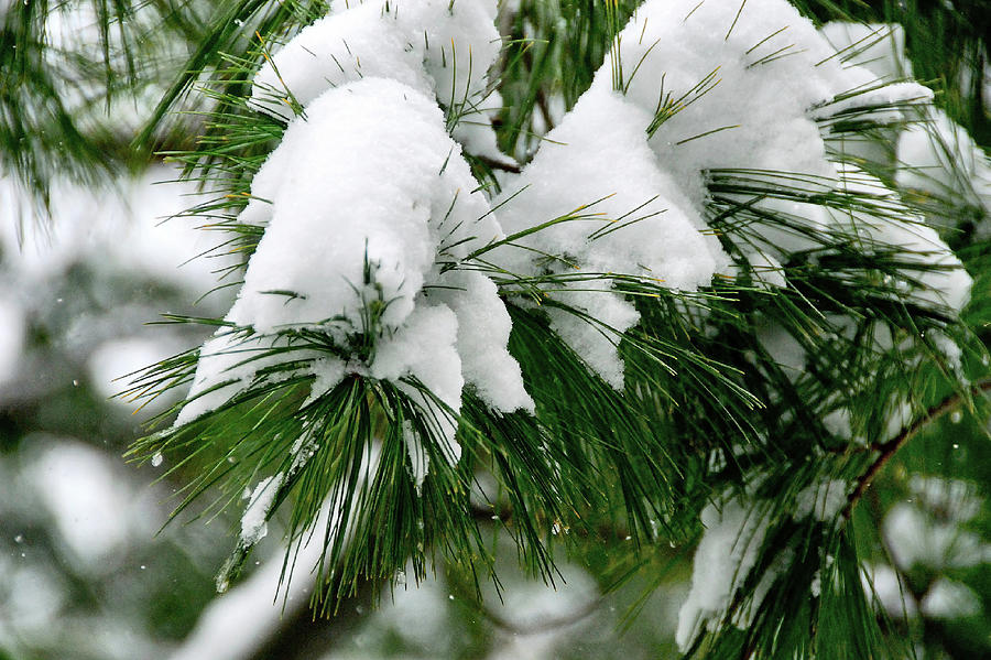 Snow-covered Pine Photograph by Rebecca Higgins