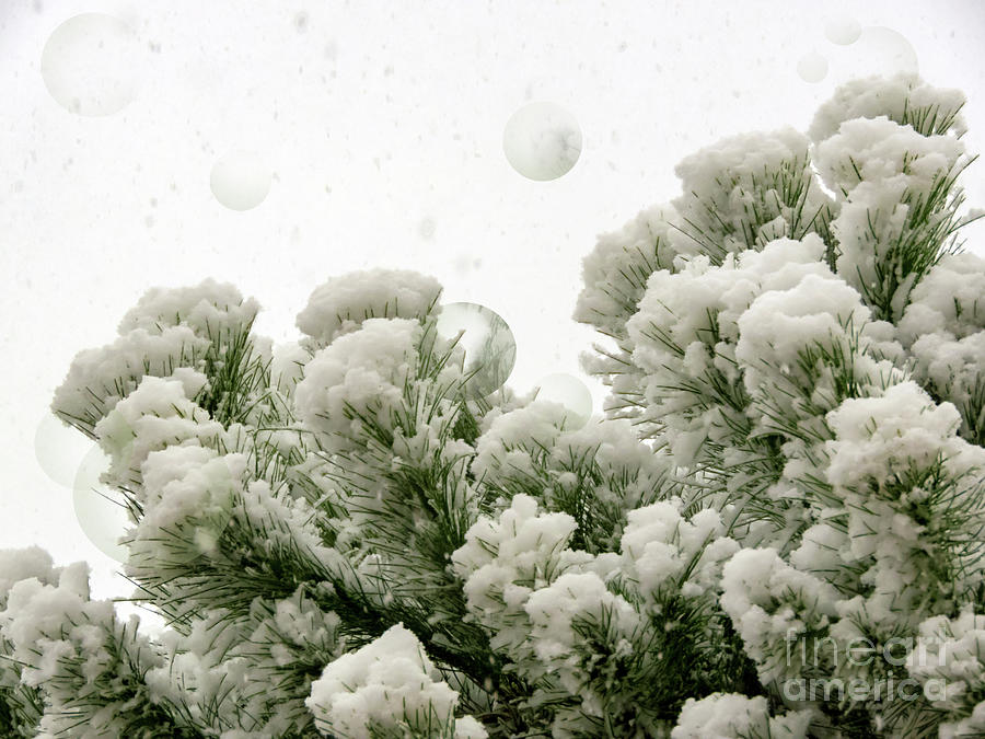 Snow Covered Pine Tree Photograph by Art by Magdalene