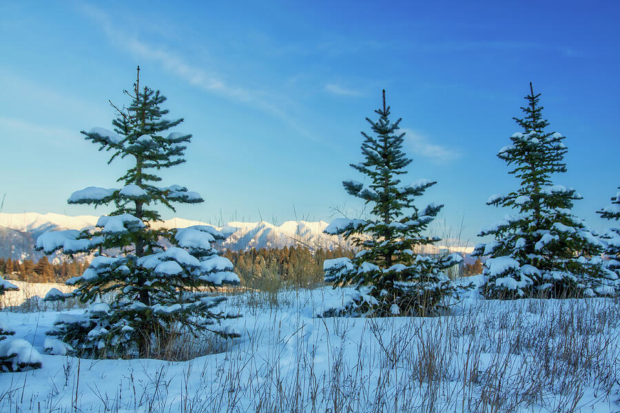 Snow covered pine trees at blue hour, Montana Photograph by Tatiana Travelways