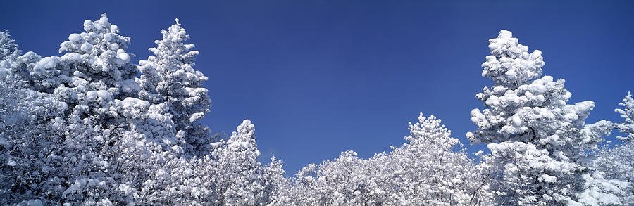 Snow covered pine trees in a forest, Colorado, USA Photograph by Panoramic Images