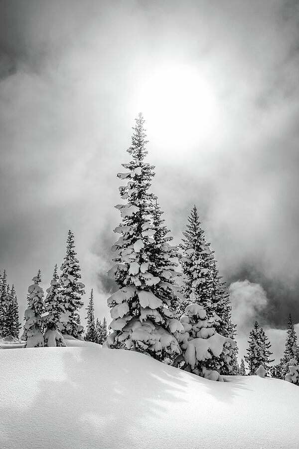 Snow-covered Pine Trees In Black And White Photograph