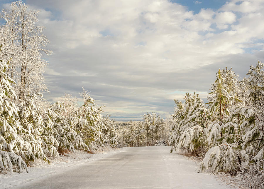 Snow Covered Pine Trees Photograph by Joni Eskridge