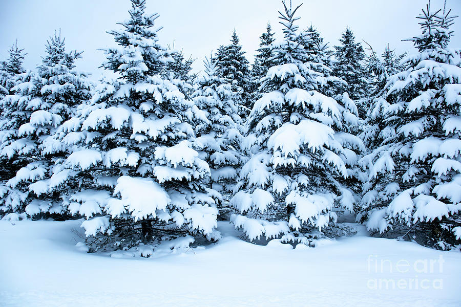 Snow Covered Pine Trees Krysfill Myyearin