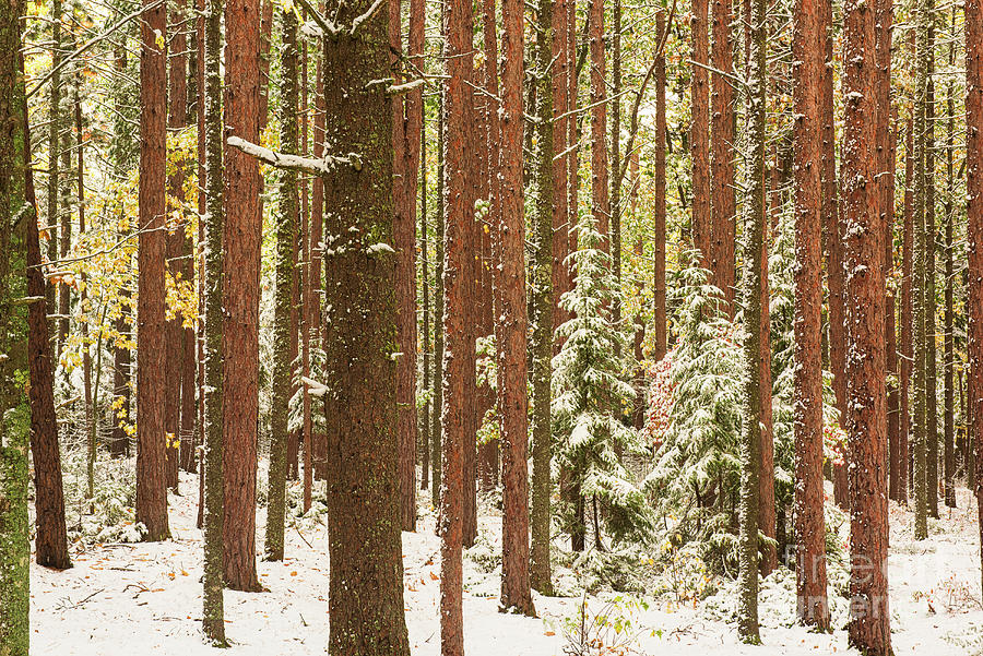Michigan Snow-covered Pines in Autumn FC10437 Photograph by Mark Graf