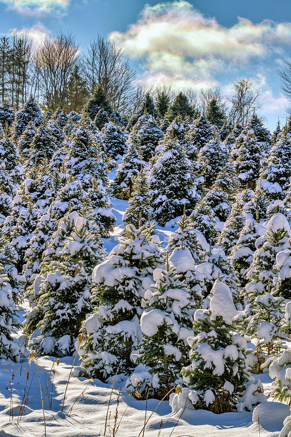 Christmas Photograph - Snow Covered Pines by Rick Berk