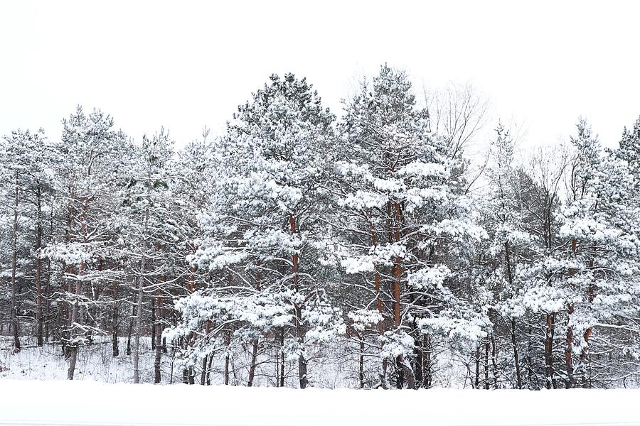 Snow Covered Pines Photograph by Sarah Lilja Snow Covered Pines Photograph by Sarah Lilja